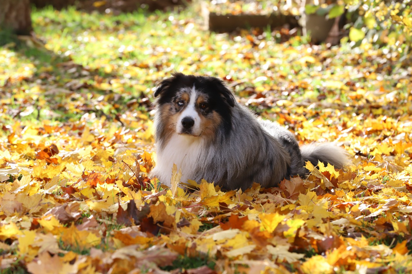 Tango De Filao Le Légendaire