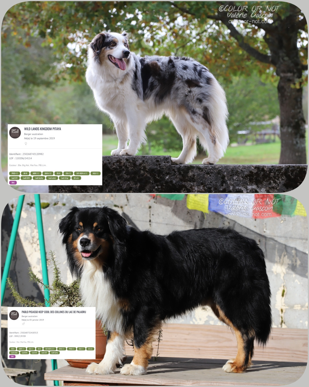 Chiot Berger Australien De Filao Le Légendaire