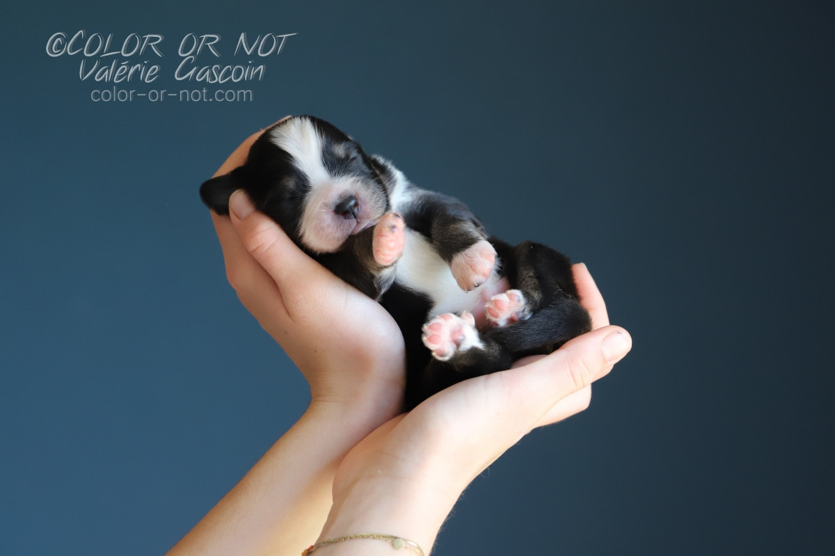 De Filao Le Légendaire - Chiots disponibles - Berger Australien