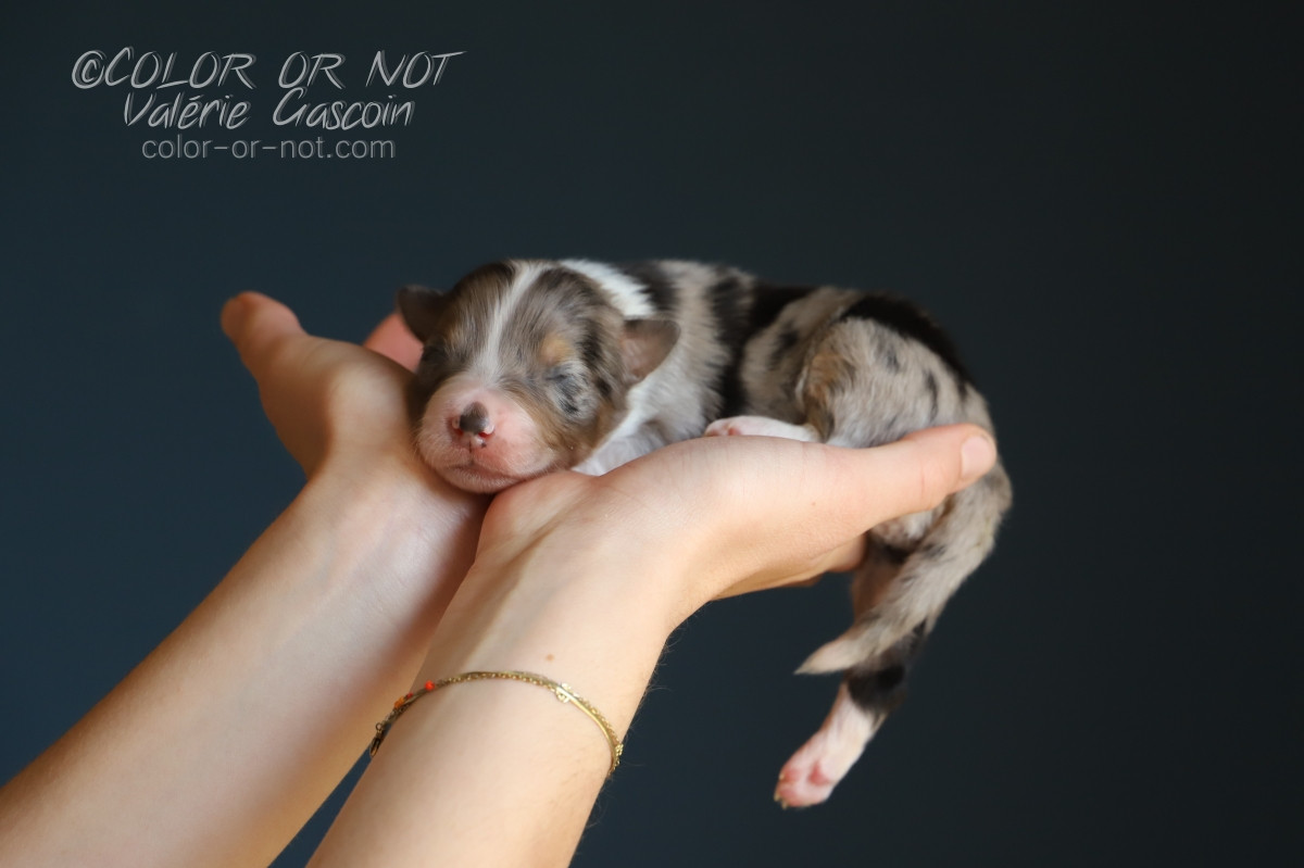 De Filao Le Légendaire - Chiots disponibles - Berger Australien