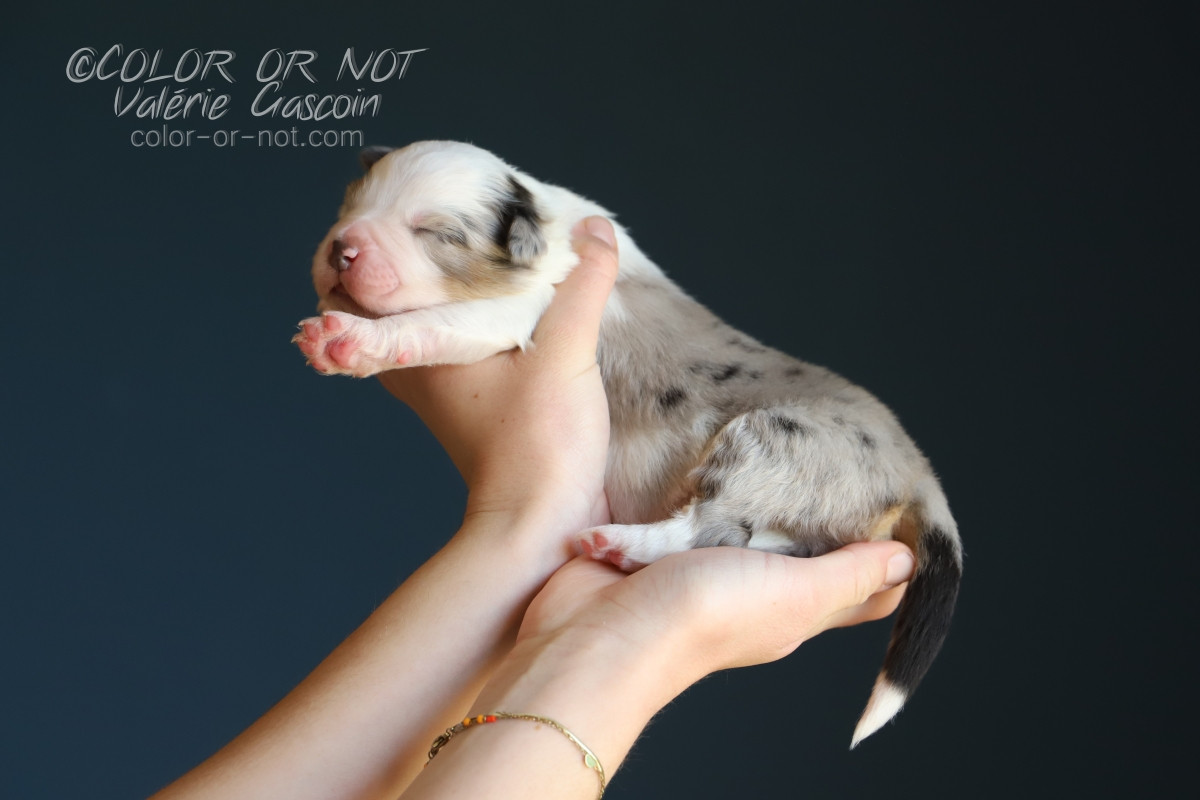 De Filao Le Légendaire - Chiots disponibles - Berger Australien