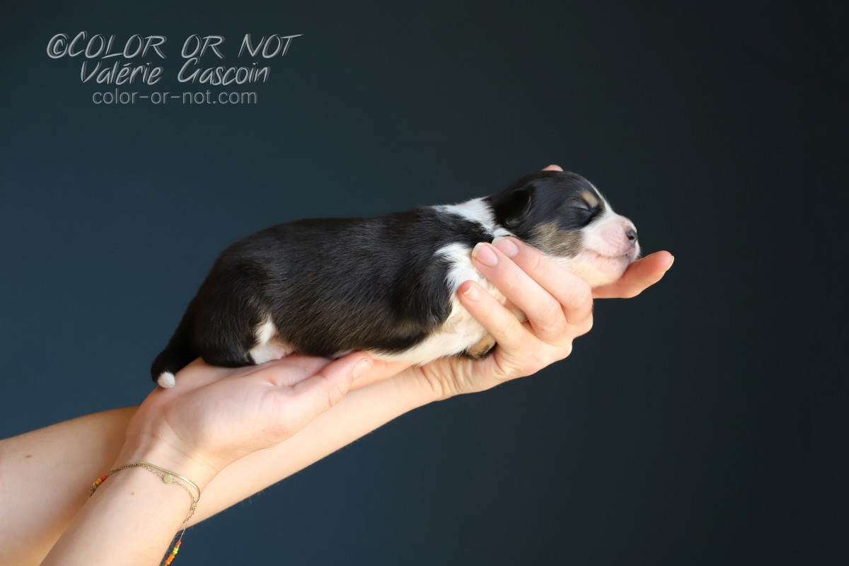 De Filao Le Légendaire - Chiots disponibles - Berger Australien