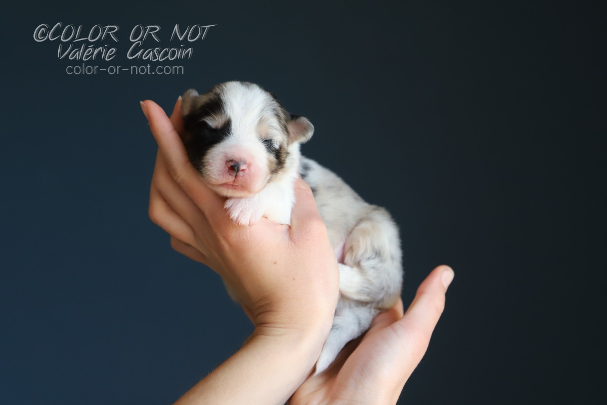 De Filao Le Légendaire - Chiots disponibles - Berger Australien