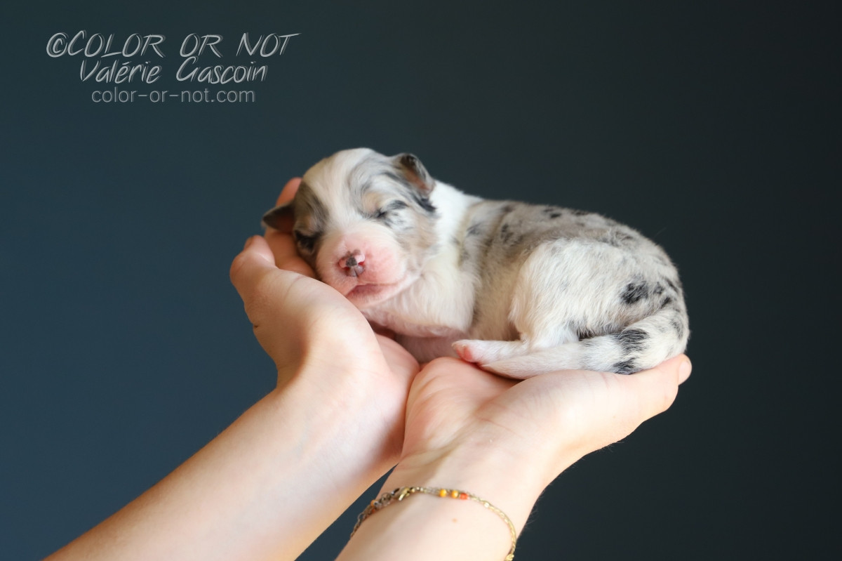 De Filao Le Légendaire - Chiots disponibles - Berger Australien