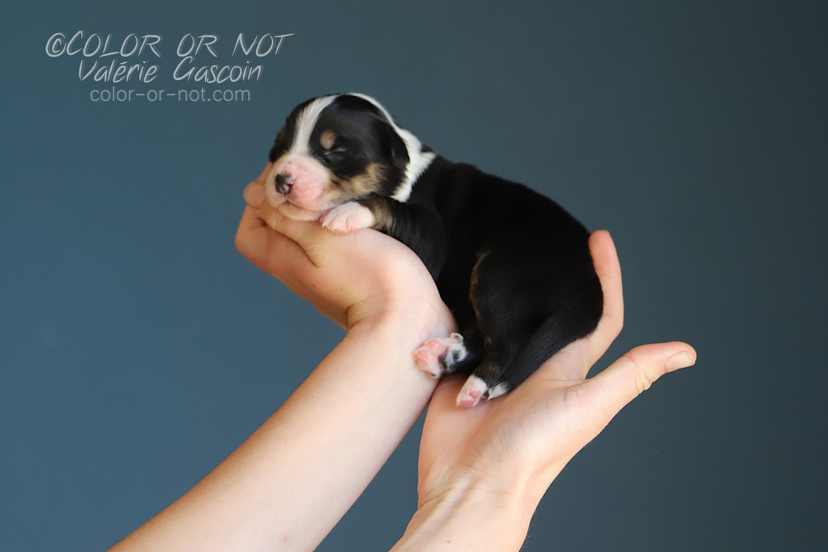 De Filao Le Légendaire - Chiots disponibles - Berger Australien