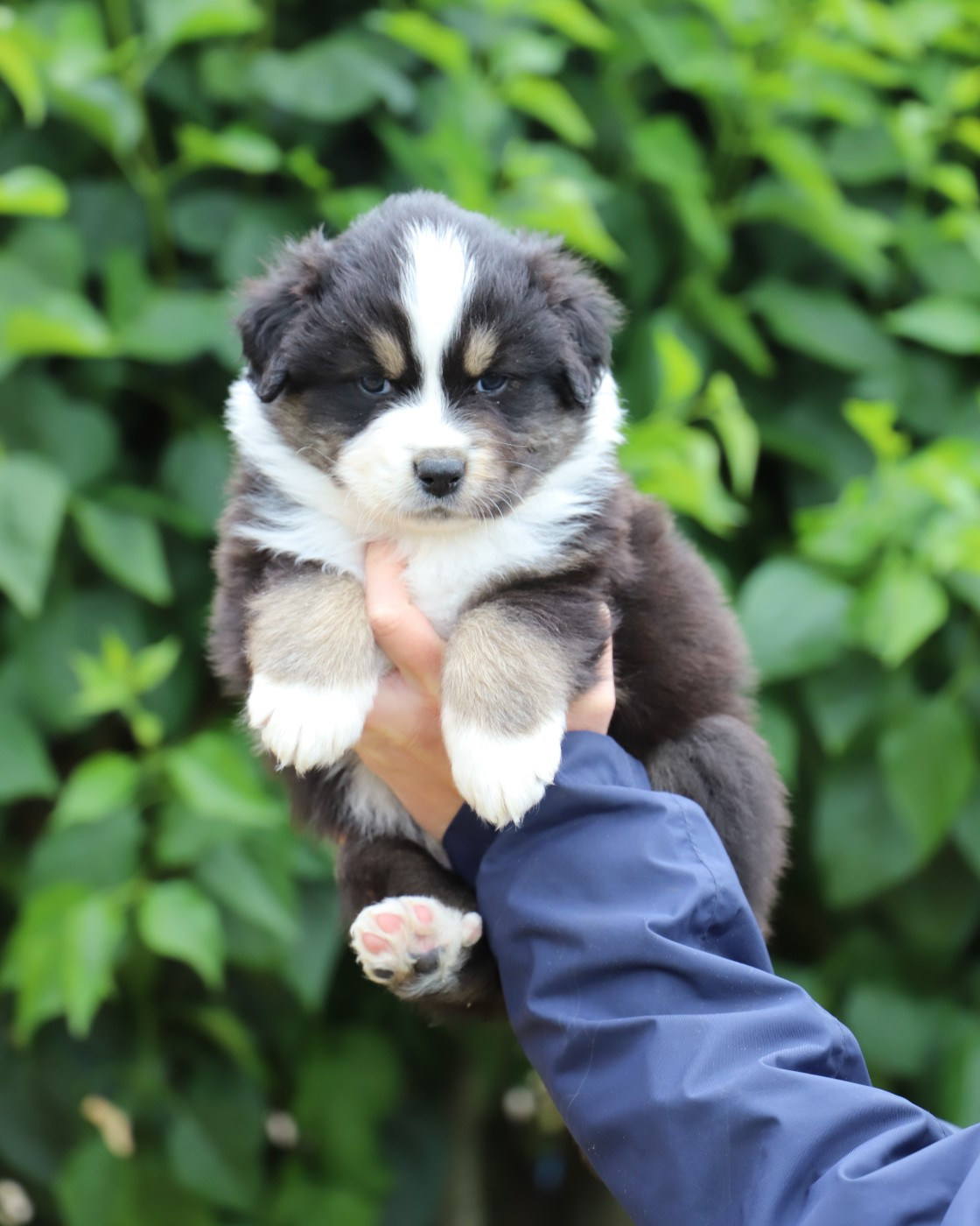De Filao Le Légendaire - Chiots disponibles - Berger Australien