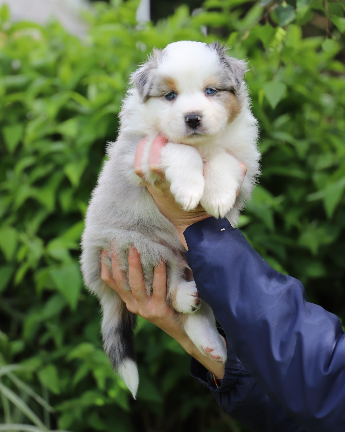 De Filao Le Légendaire - Chiots disponibles - Berger Australien