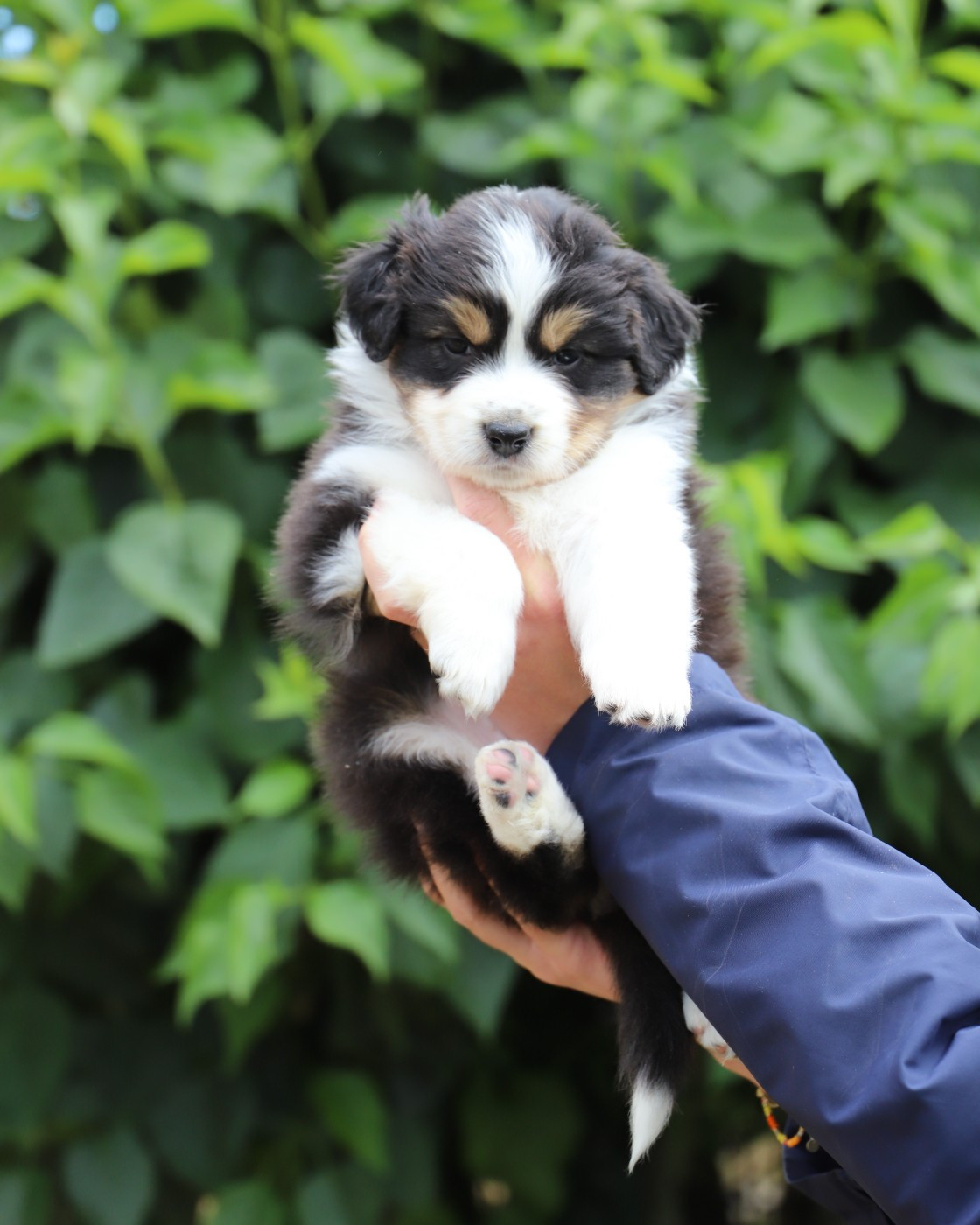 De Filao Le Légendaire - Chiots disponibles - Berger Australien