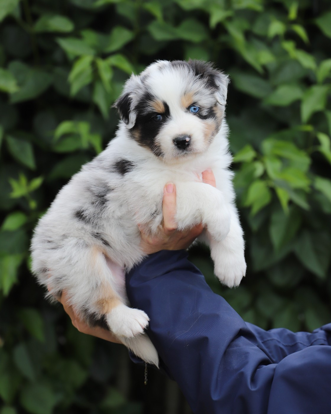 De Filao Le Légendaire - Chiots disponibles - Berger Australien