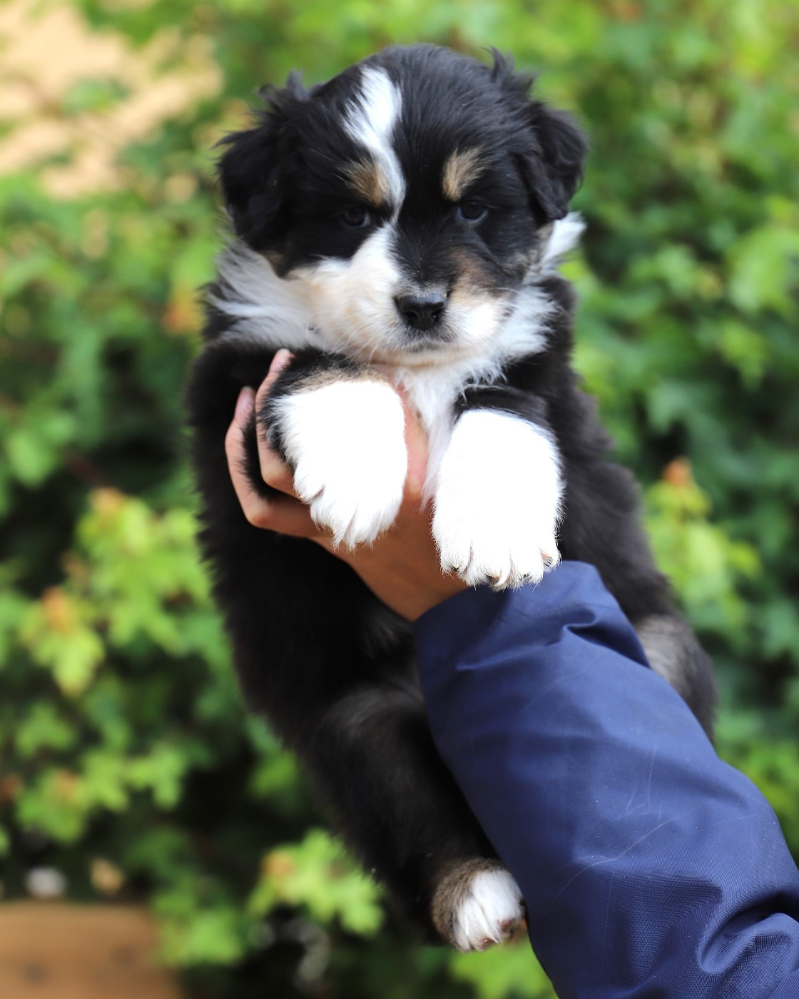 De Filao Le Légendaire - Chiots disponibles - Berger Australien