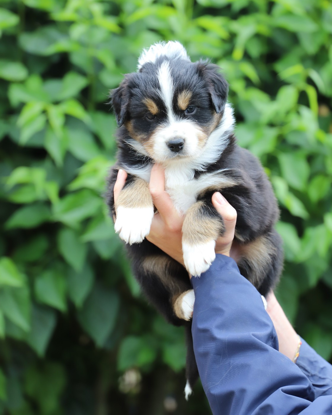 De Filao Le Légendaire - Chiots disponibles - Berger Australien