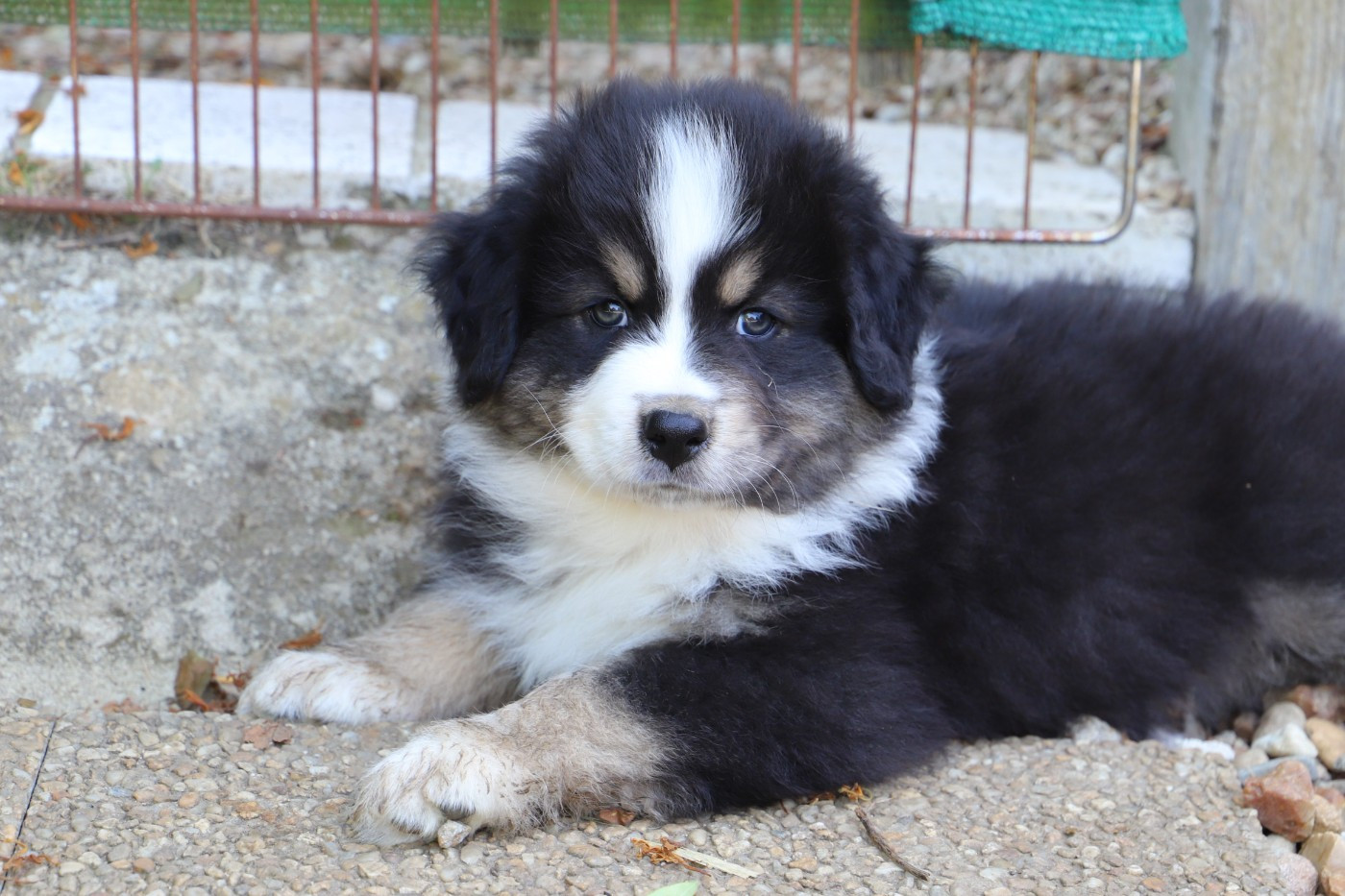 De Filao Le Légendaire - Chiots disponibles - Berger Australien