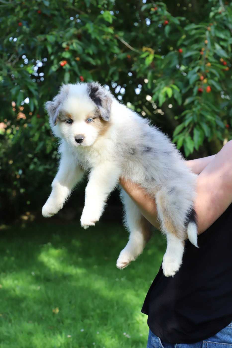 De Filao Le Légendaire - Chiots disponibles - Berger Australien