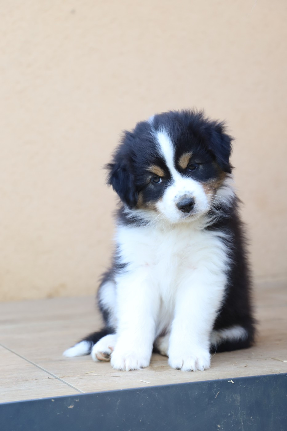De Filao Le Légendaire - Chiots disponibles - Berger Australien