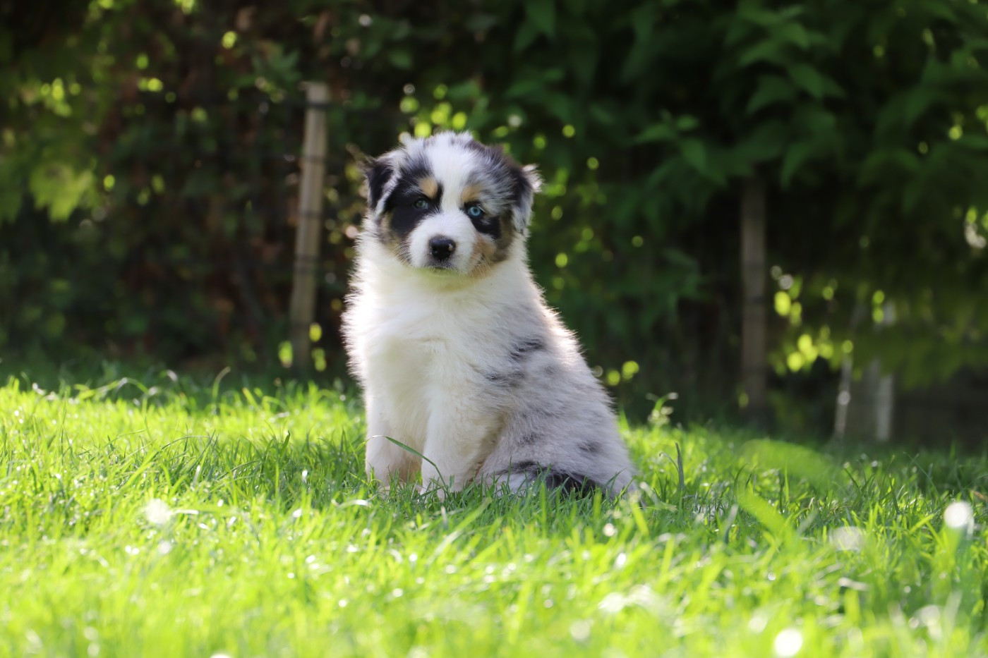 De Filao Le Légendaire - Chiots disponibles - Berger Australien