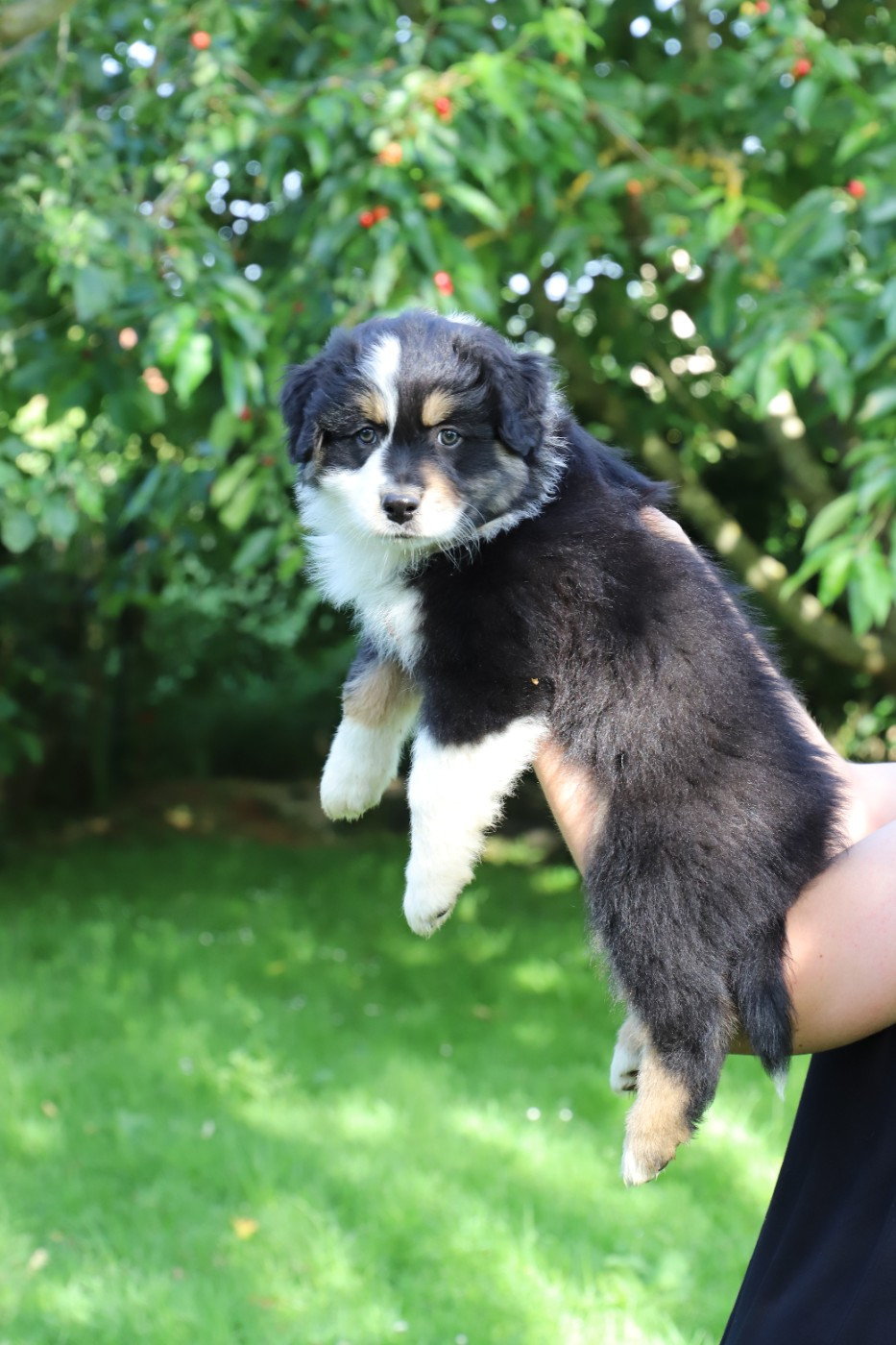 De Filao Le Légendaire - Chiots disponibles - Berger Australien