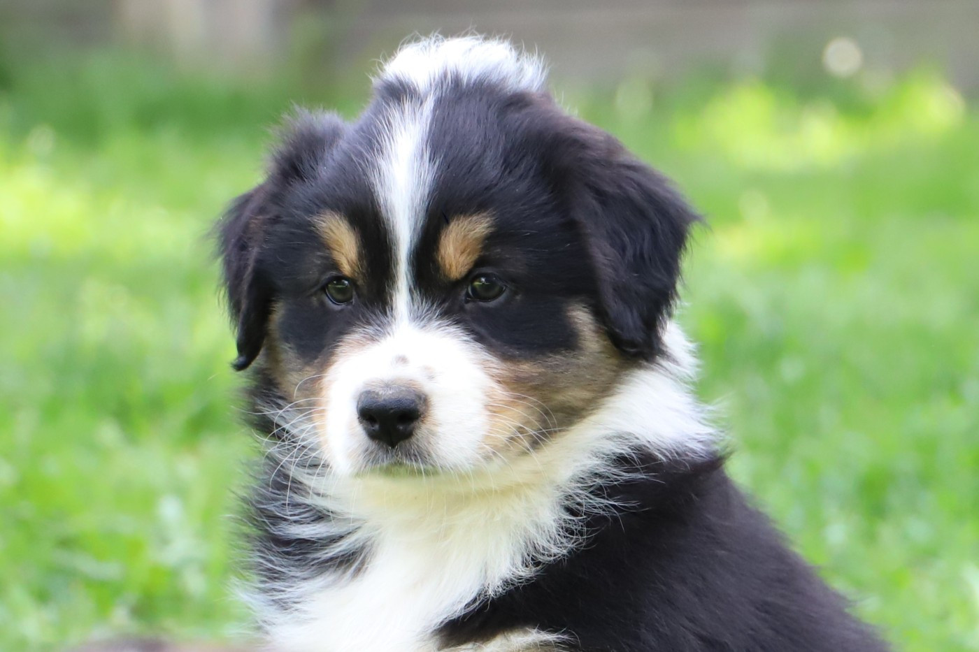 De Filao Le Légendaire - Chiots disponibles - Berger Australien