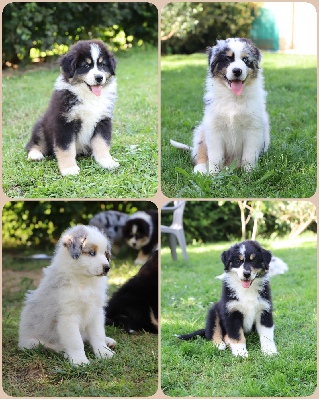 Chiot Berger Australien De Filao Le Légendaire