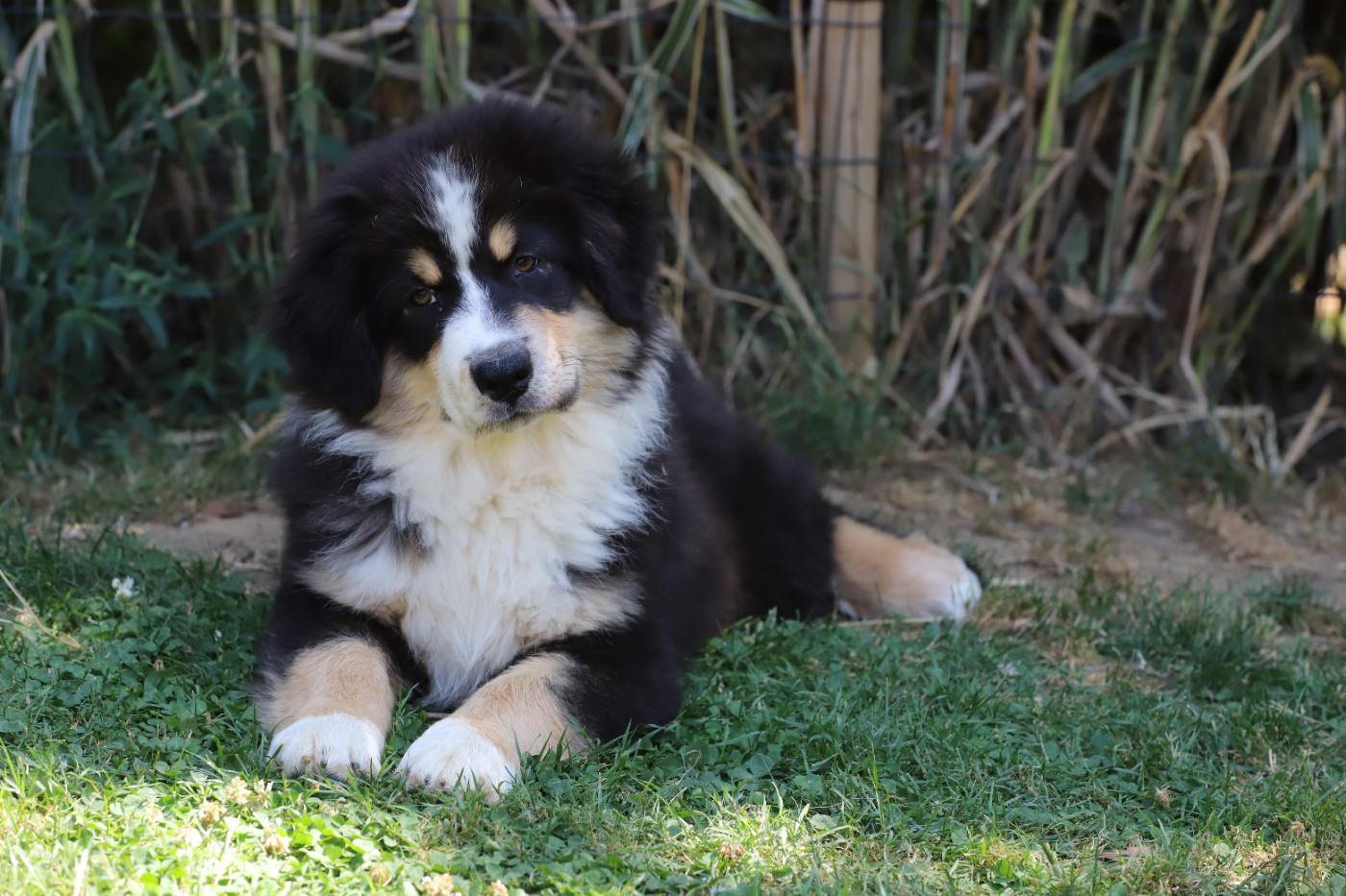 De Filao Le Légendaire - Chiots disponibles - Berger Australien