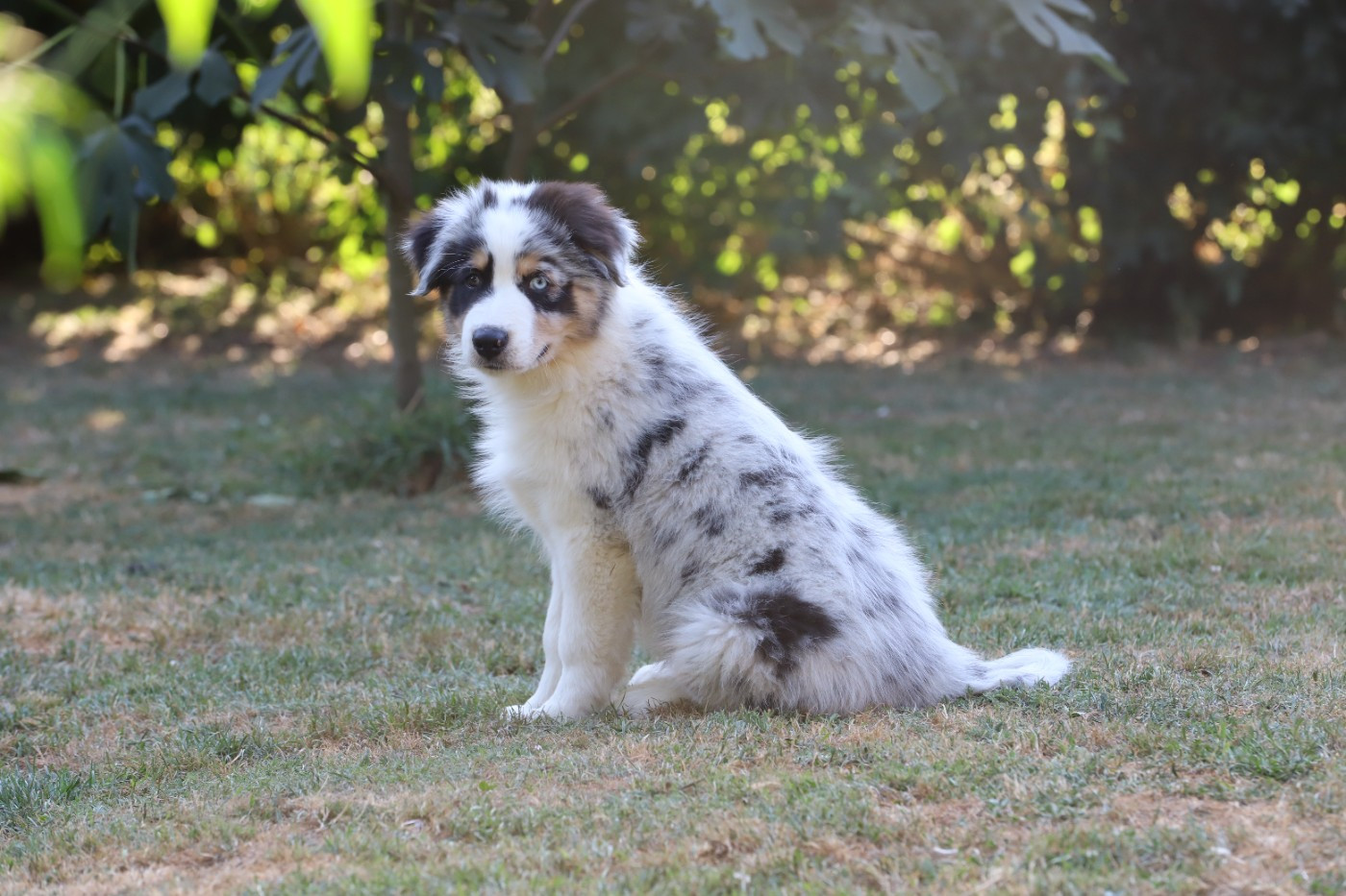 De Filao Le Légendaire - Chiots disponibles - Berger Australien