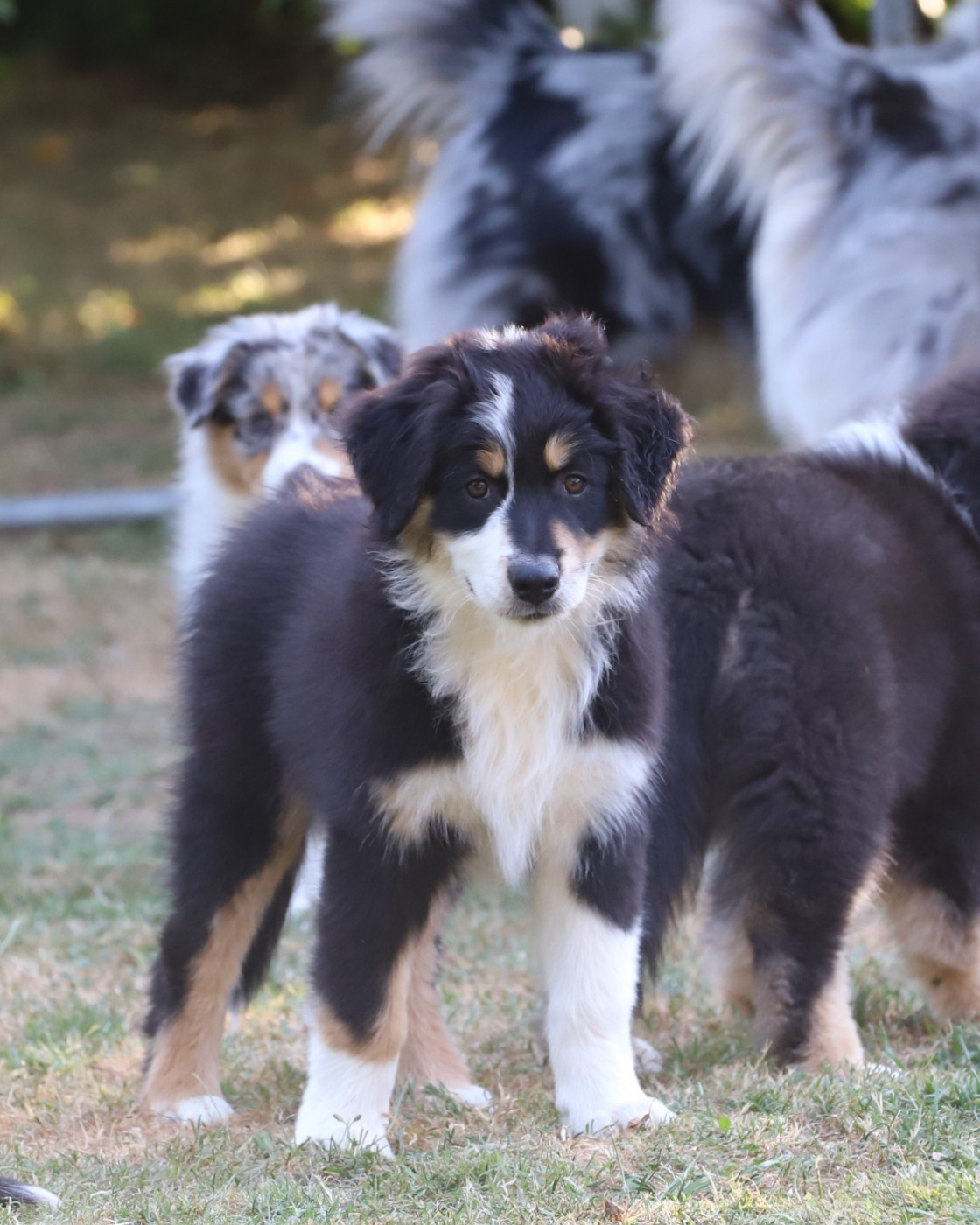De Filao Le Légendaire - Chiots disponibles - Berger Australien