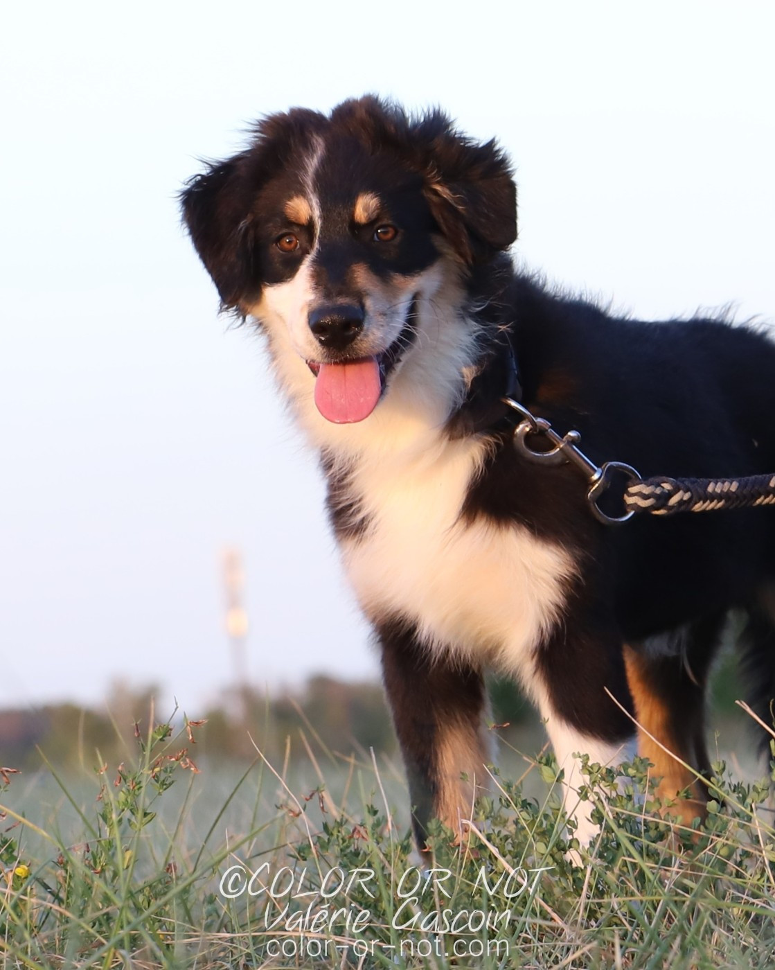 De Filao Le Légendaire - Chiots disponibles - Berger Australien